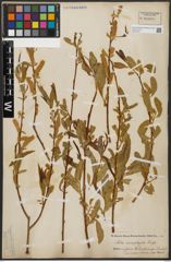 Foto von Salix acmophylla Boiss.
